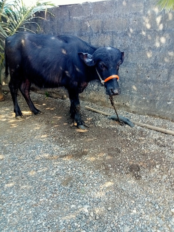 ખડેલી વેચવાની છ...