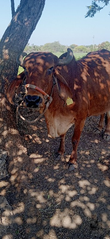 ગાય વેચવાની છે