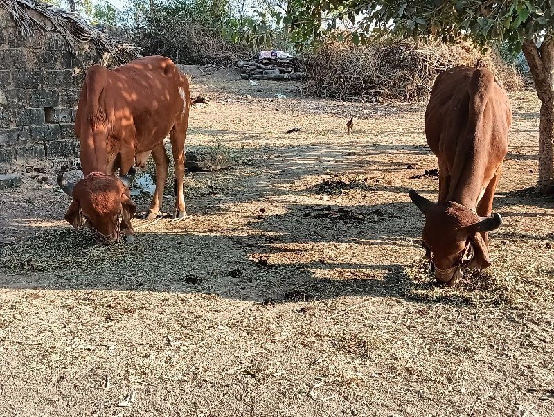 બરધ  વેચવાના છે