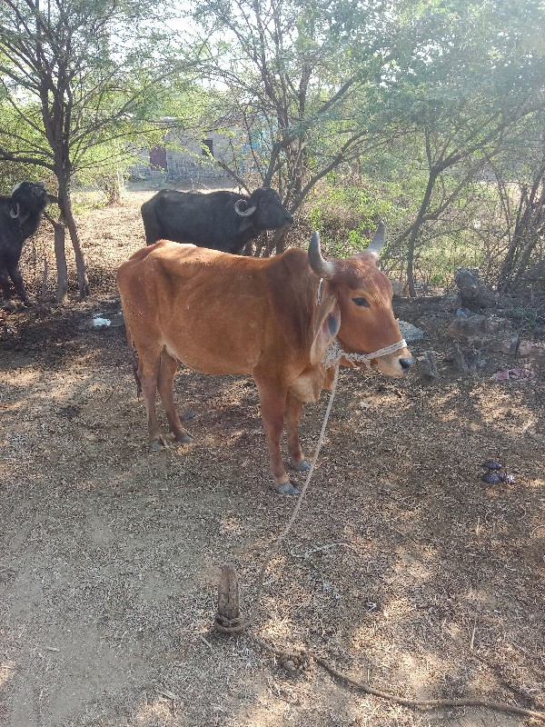 ગાય વેચવાની છે