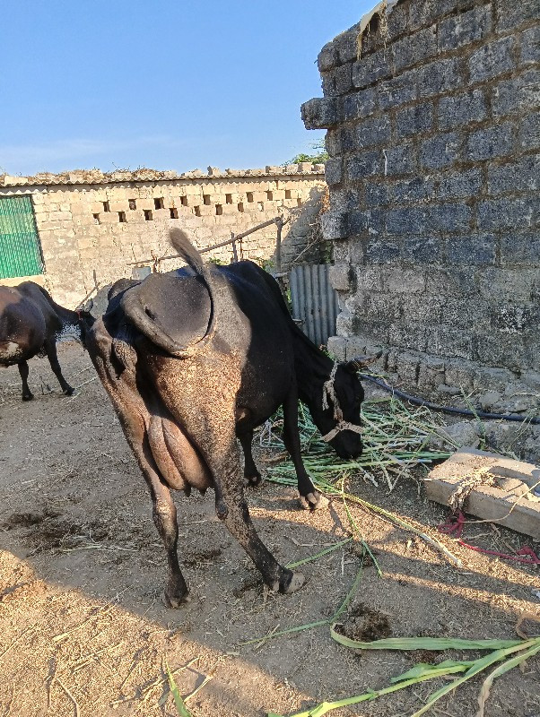 એસ એફ ગાય વૅચવા...