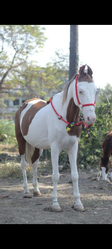 ઘોડી વેસવા ની સ...