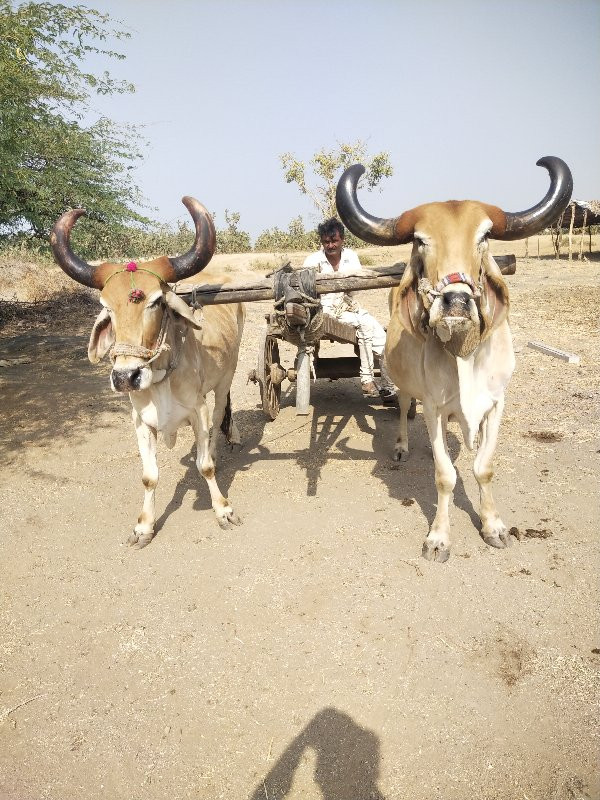 બળદ વેચવાના છે