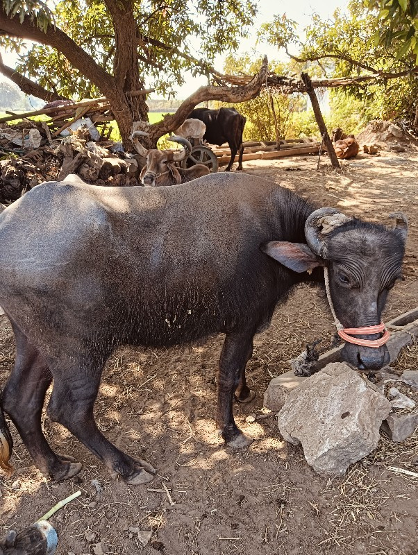 ખડેલી વેચવાની છ...