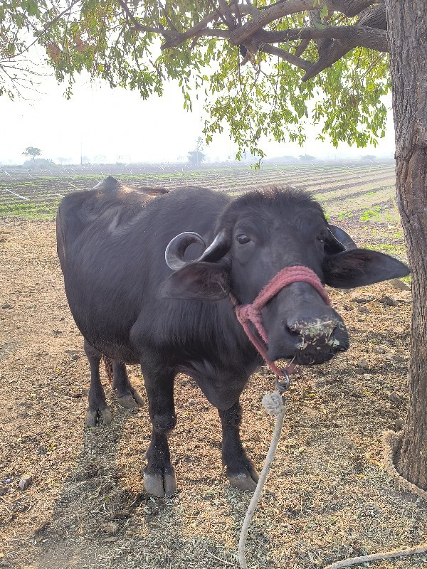 ભેંસ વેચવાની છે