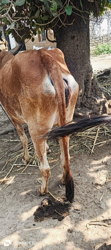 ગાય