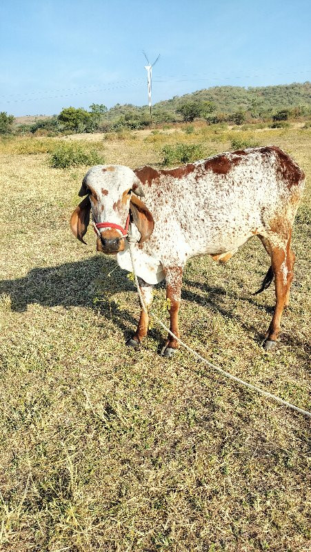 ગોઢલા વેસવાના છ...