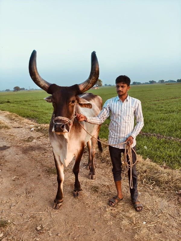 બે  બાળદ વેચવાન...