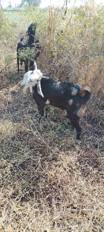 માળીયાહાટીના અક...