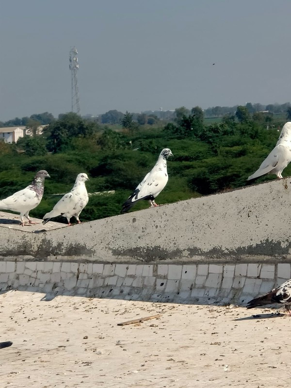 કબુતર ના લોસ્ટ...