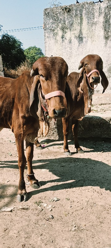 આ બંને વાચળીઓ વ...