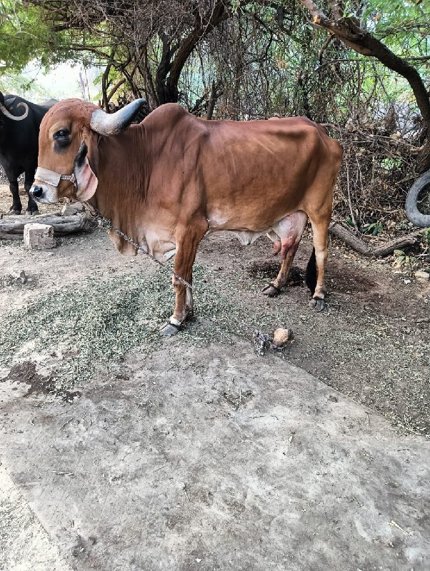 ગાય વેસવાની છે