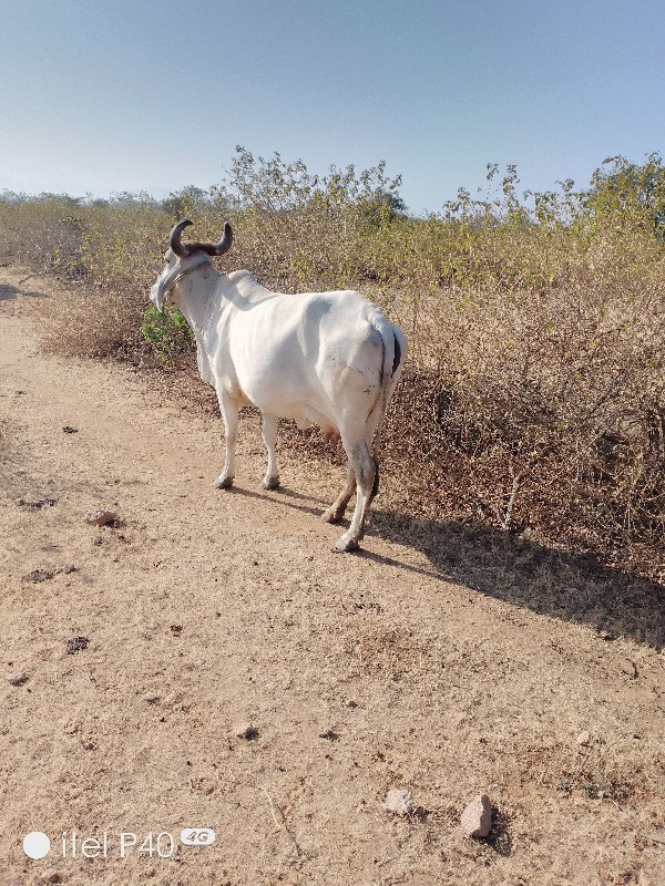 ગાય વેચવાની છે