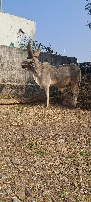 વેચવા ના છે