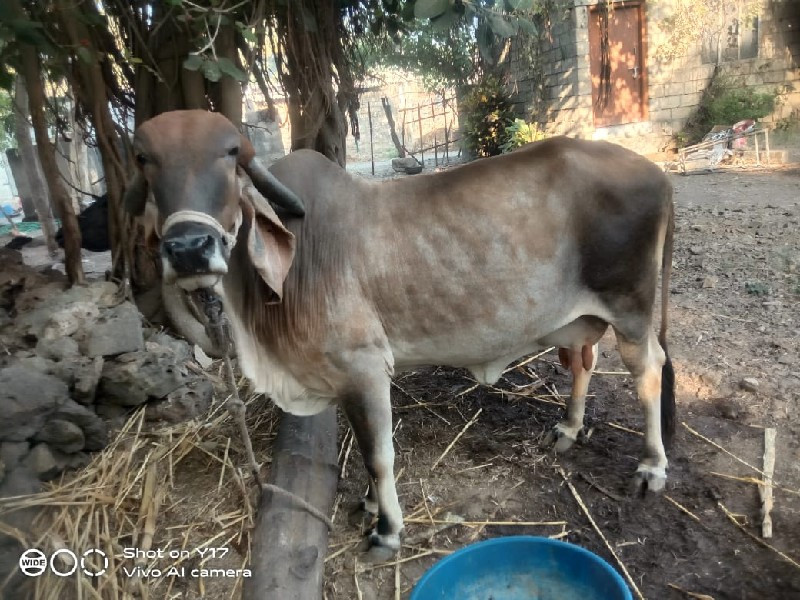 ગાય વેચવાની છે