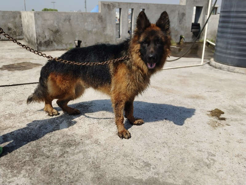 gsd male