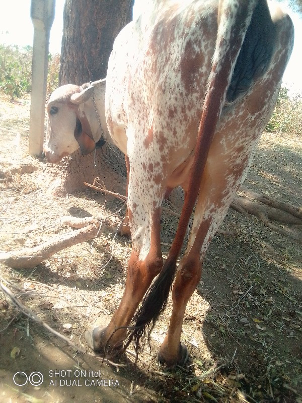 ગાયવેસવાનીછે