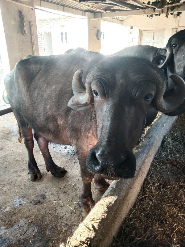 ખડેલુ વેસવાનું...