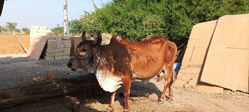 ગાય વેચવાની છે