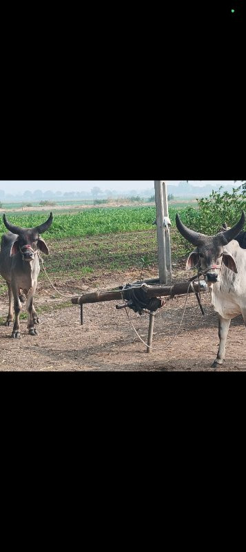 ગોઠલા વેચવાના છ...