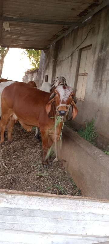 ગાય વેચવાની છે