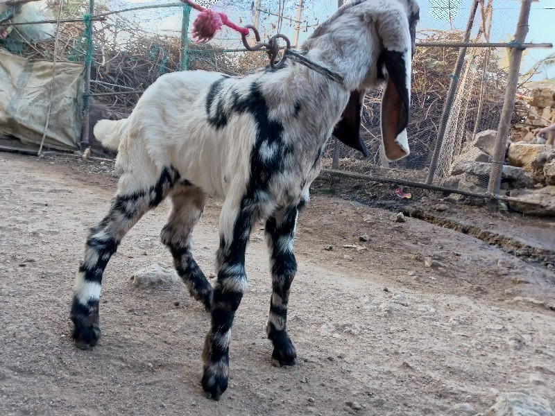 બસિ વેસવાનિ શે...