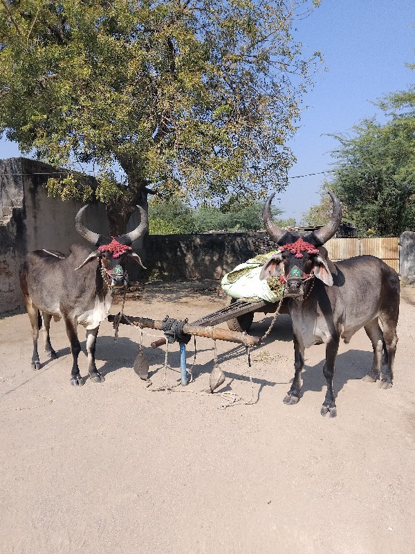 ગોઢલા વેચવાના છ...