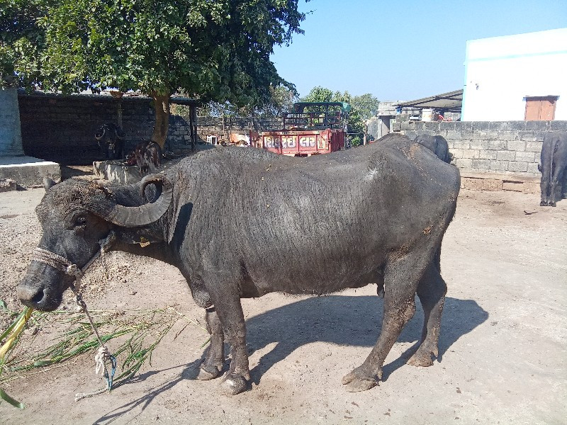 ત્રણ દિવસની વેણ...