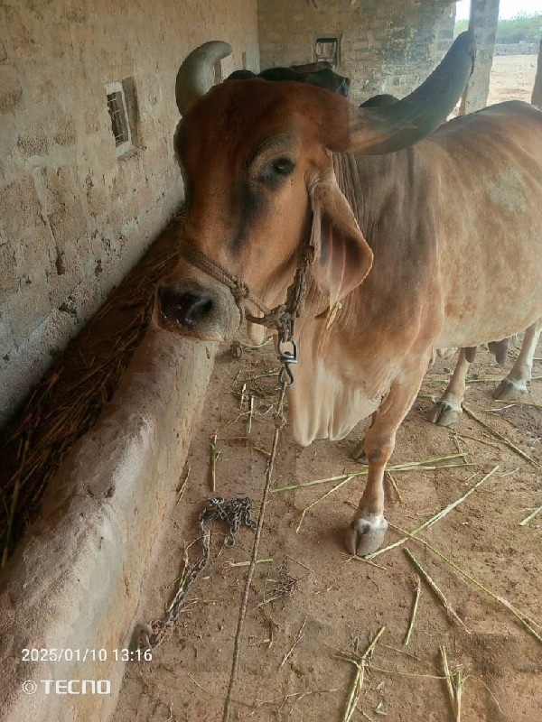 ગાય વેચવાની છે