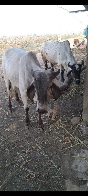 ગાય અને હોડકુ વ...