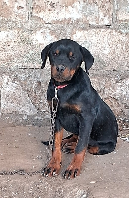 rottweiler