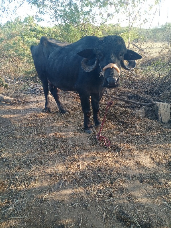 બૅ‌ ભૅસ વૅસવાની