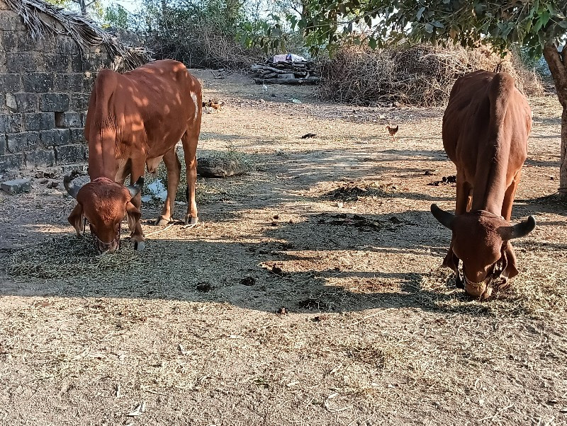 બરધ  વેસવા ના છ...