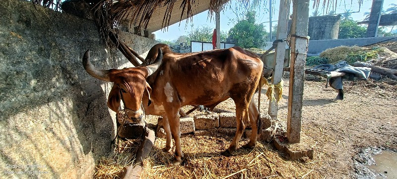 બળદ વેચવાનો