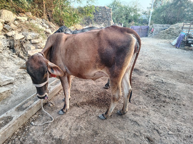 આવડકી વેચવાની છ...