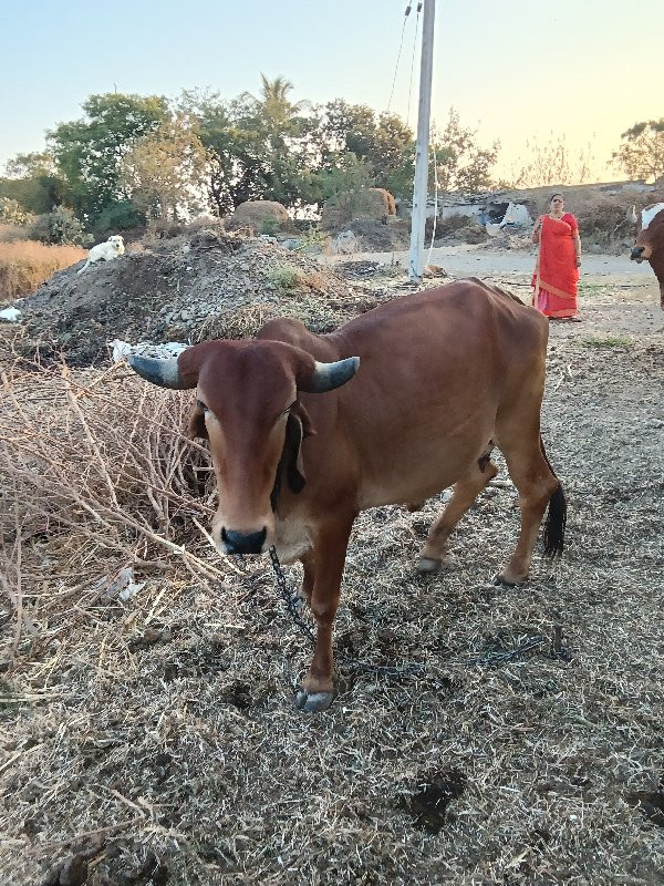 ગાય વેચવાની છે