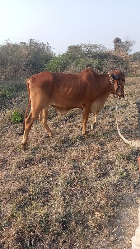 વેચવાનોછે