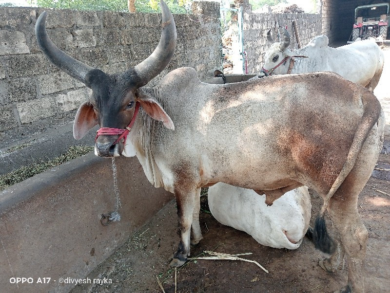 વેચવાનો