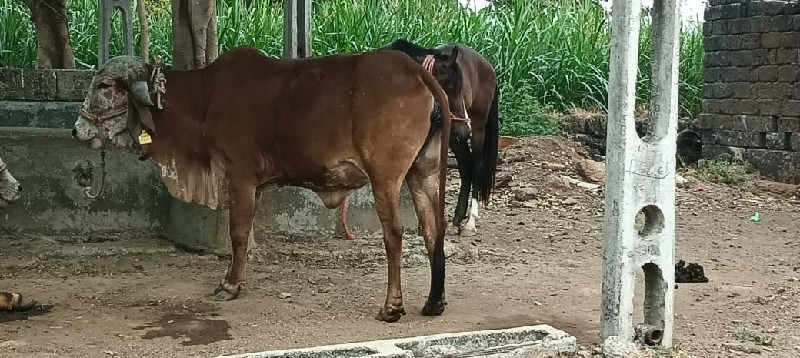 ગીર વોડકી વેચવા...