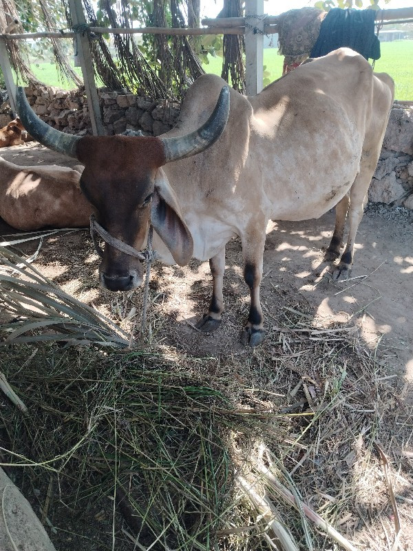 દેશી ગાયો વેશવા...