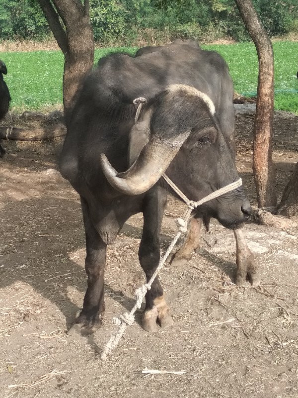 ખેણેલીવેશવાનીછે...