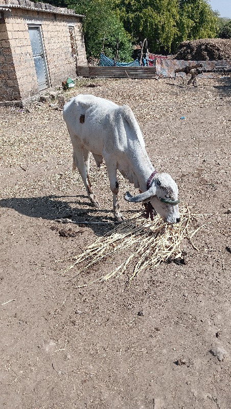 ગીર ખુટ વેશવનો