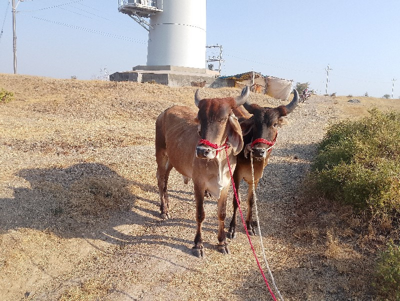 સોજા છે ફુલ જવા...