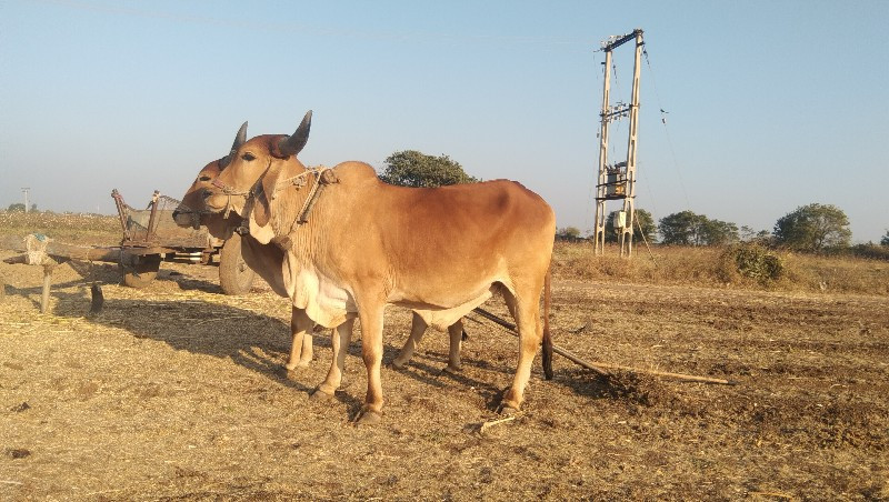 ચવવ