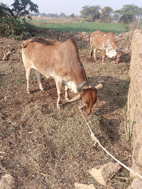 બળદ વેચવાના છે