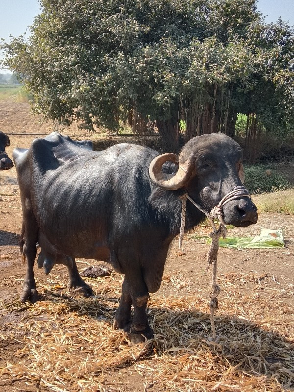 ભેંશ વેચવાની