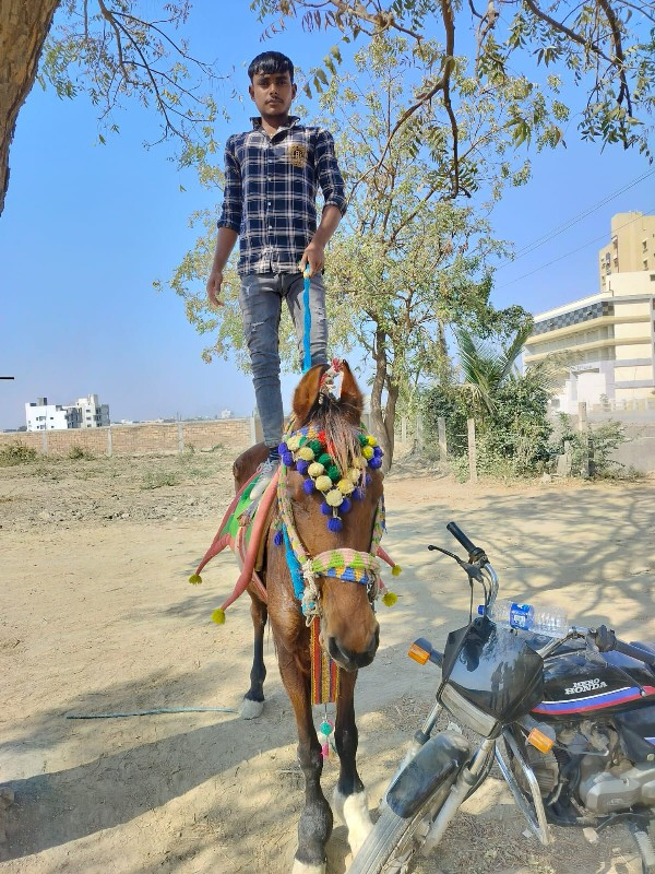 ઘોડિનાસાટાકરવાછ...