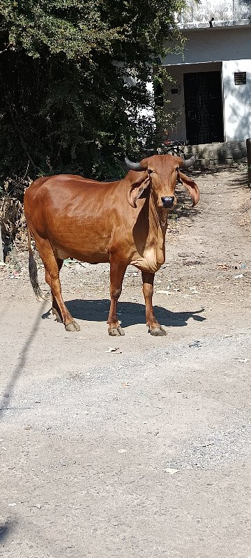 ગાય