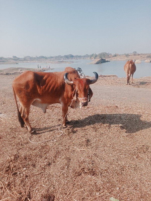 સડોદર