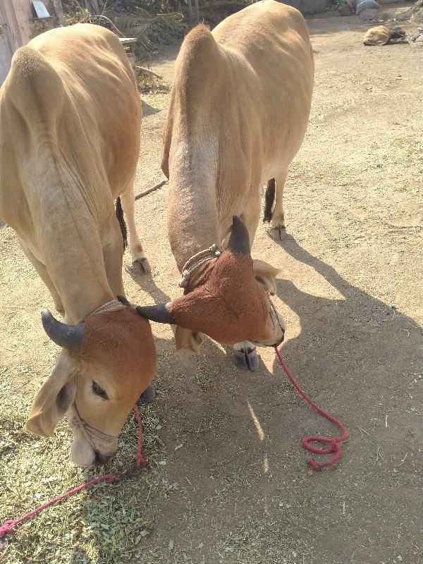 બળદ વેચવાના છે